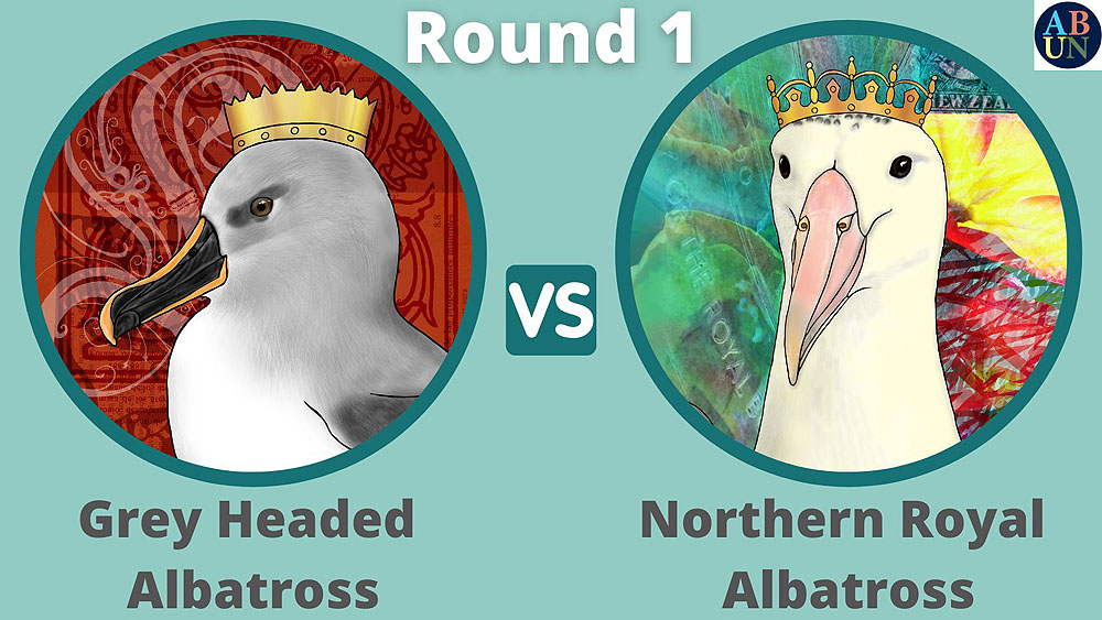 Albatross World Cup Round 1