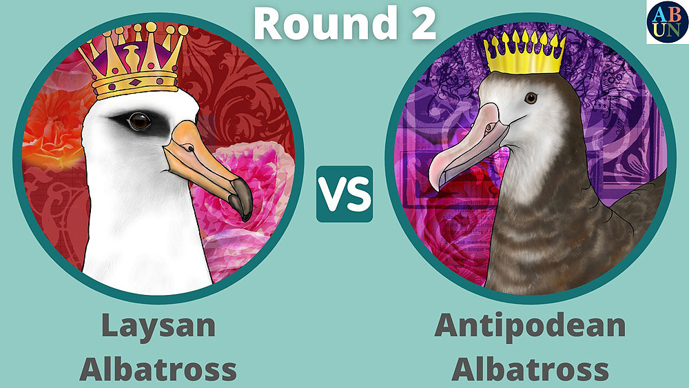 Albatross World Cup Round 2