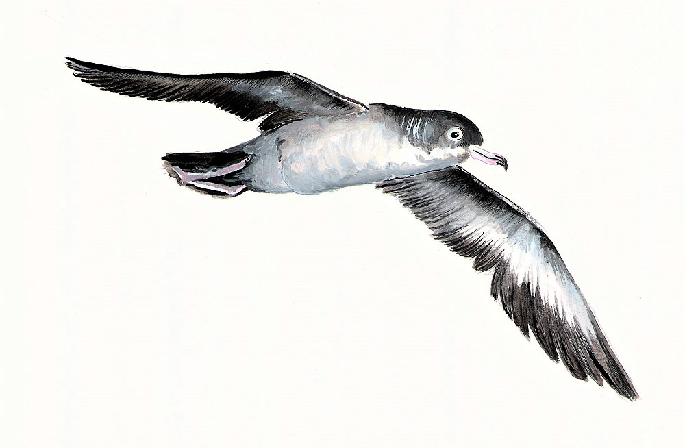 Lea Finke Pink footed Shearwater watercolour Peter Hodum