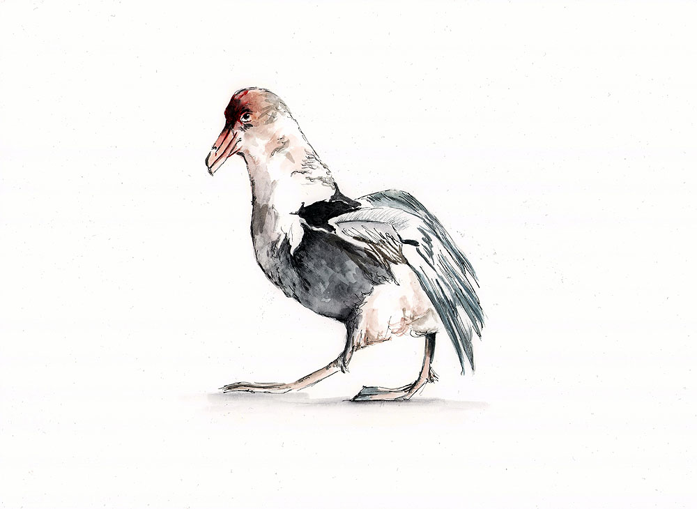 Lea Finke Southern Giant Petrel water colour Kirk Zufelt