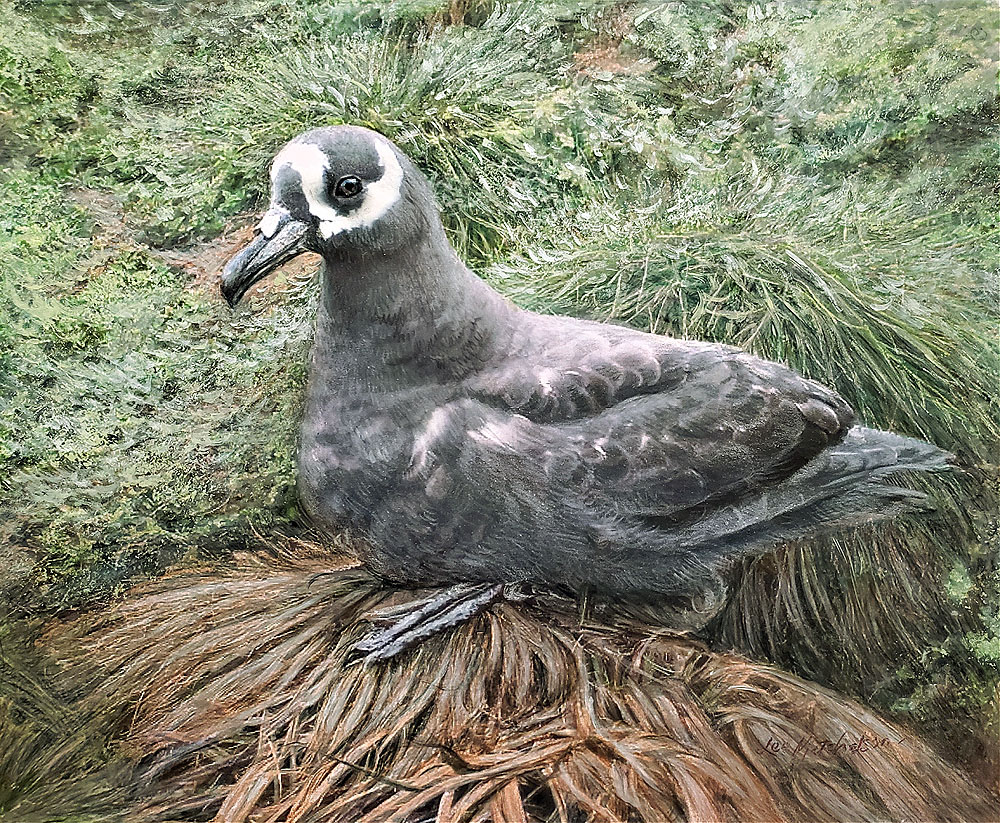 Lee Mitchelson Spectacled Petrel Mixed media 8 x 10 Peter Ryan