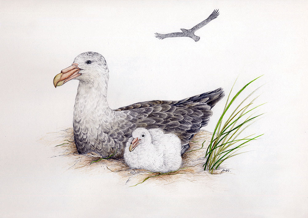 Leigh Wolfaardt Southern Giant Petrel and chick