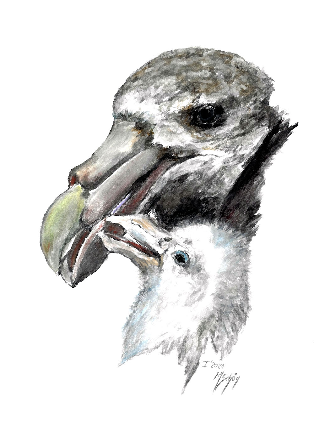 Marion Schon Southern Giant Petrel Michelle Risi