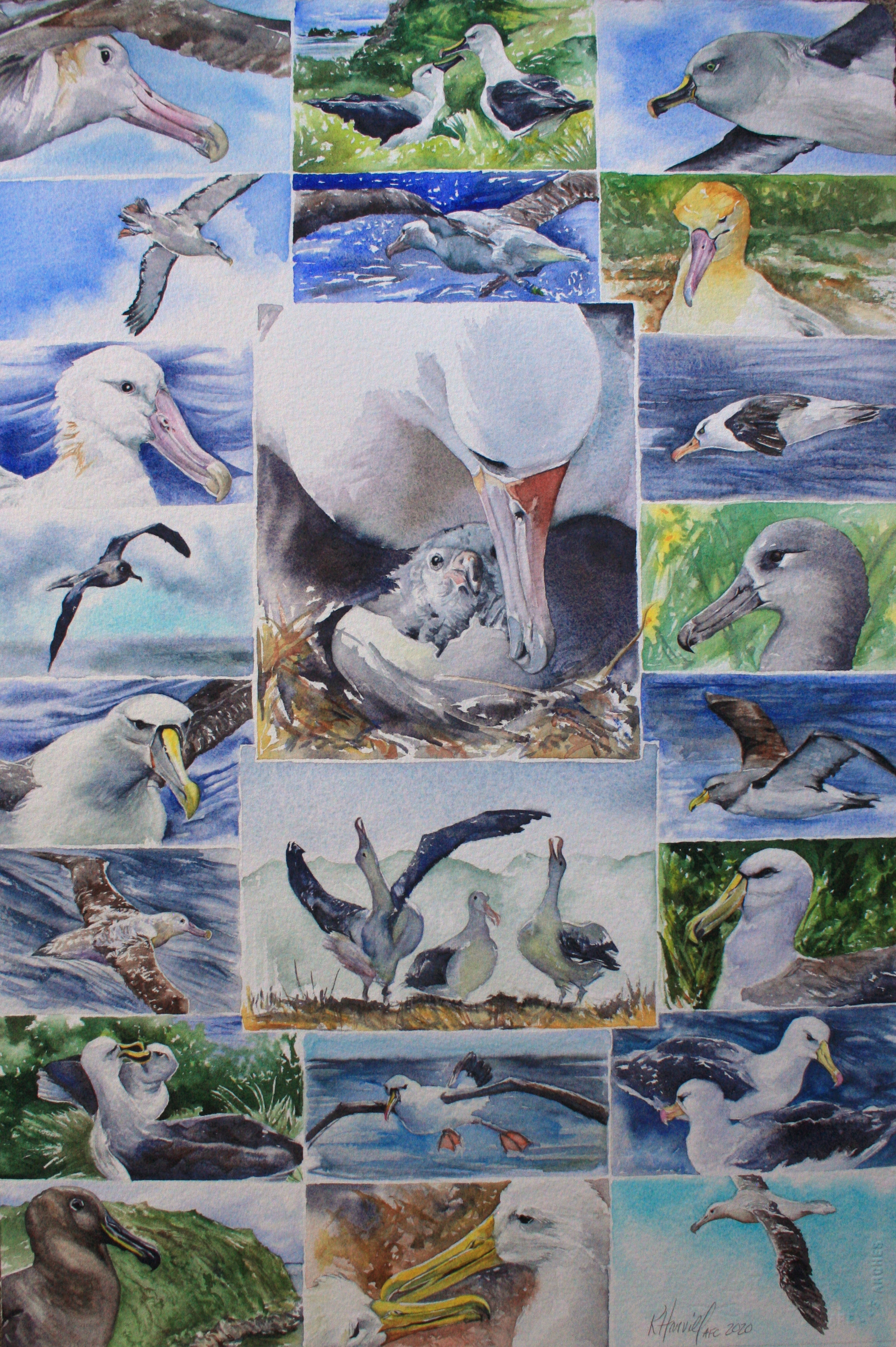 Albatrosses collage 22 Kitty Harvill Hi res