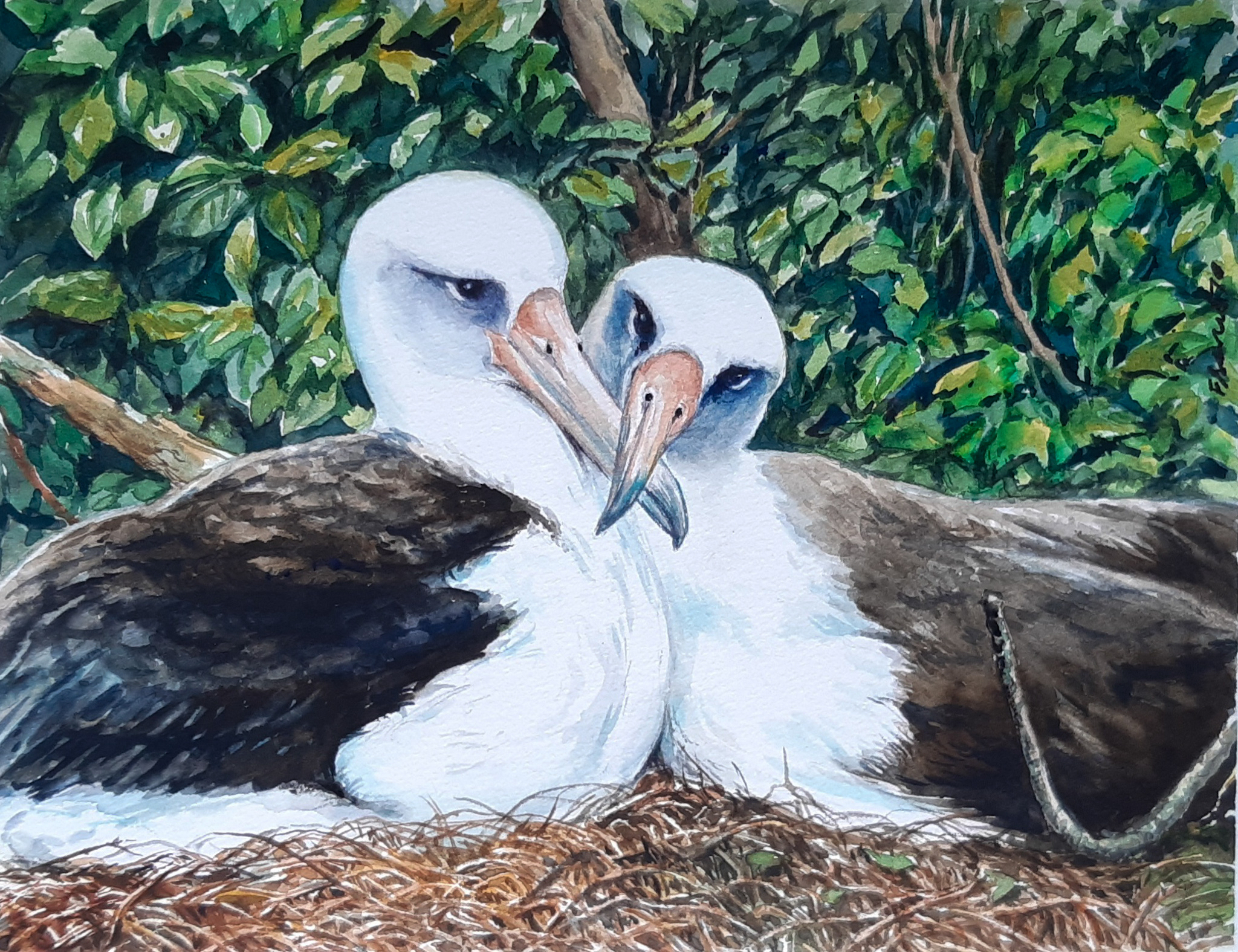 Flavia Barreto Laysan Albatrosses water colour Hob Osterlund