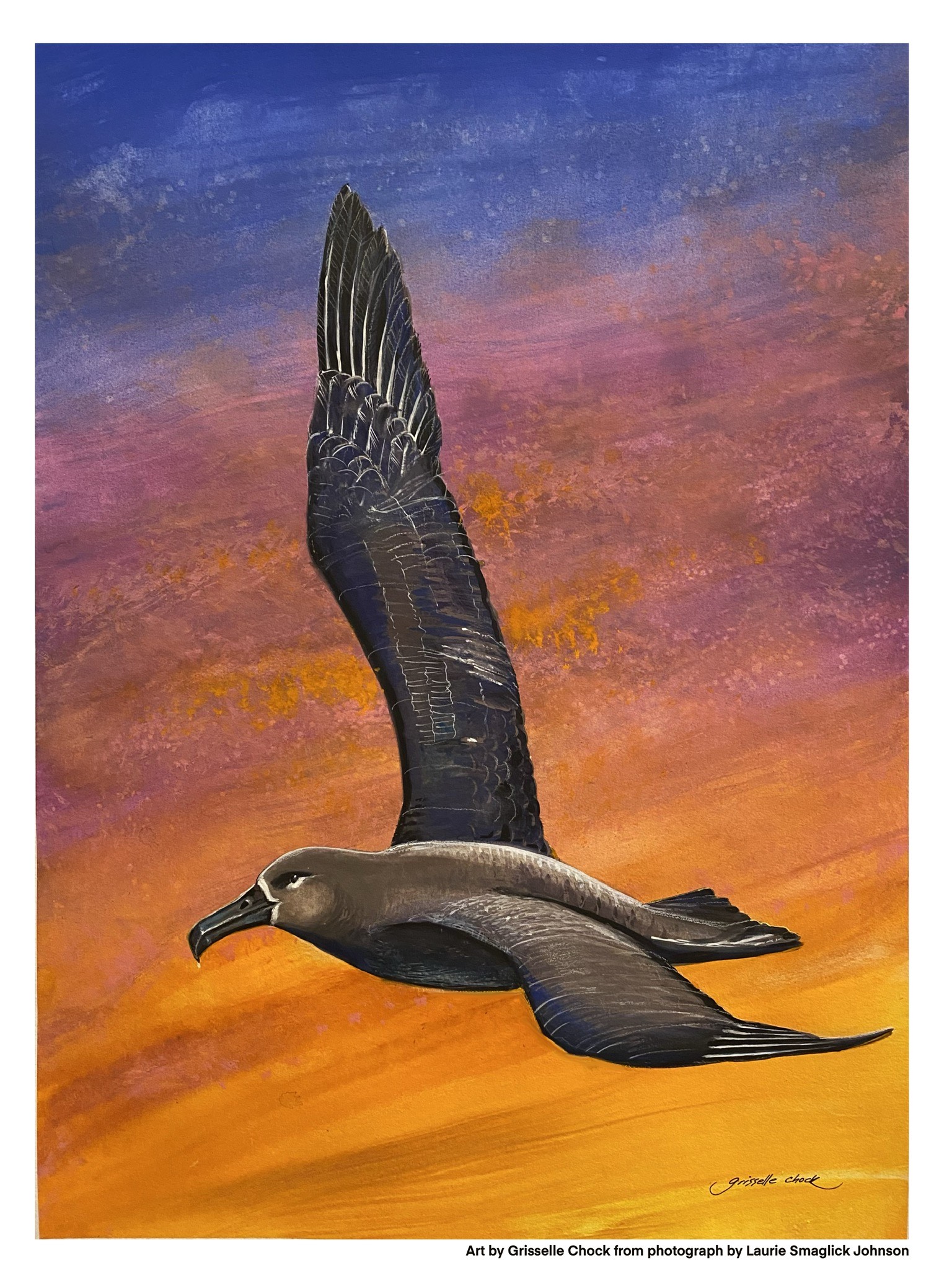 Grisselle Chock Albatross at sunset Black footed Albatross gouache Laurie Smaglick Johnson 