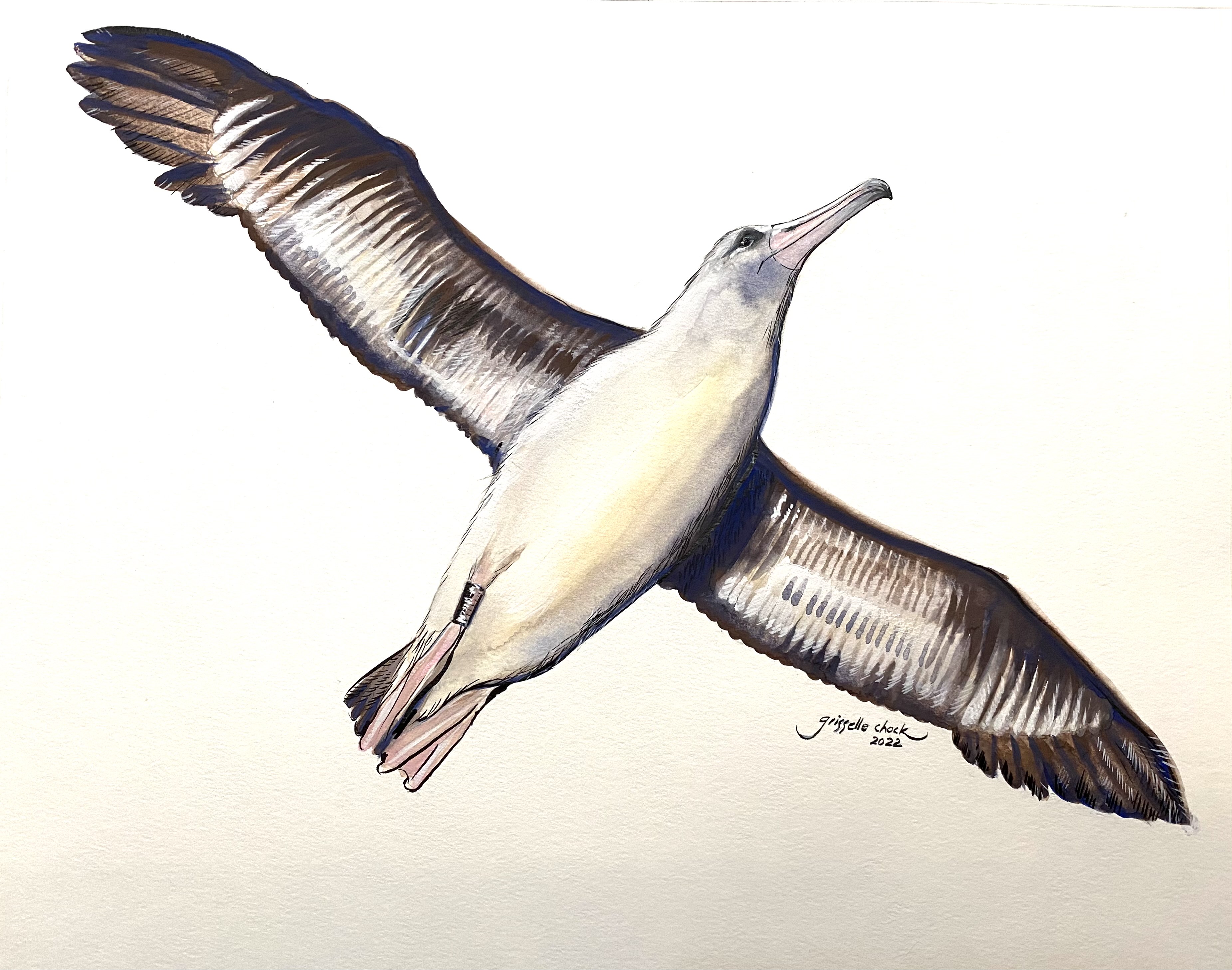 Grisselle Chock Laysan Albatross Hob Osterlund 2