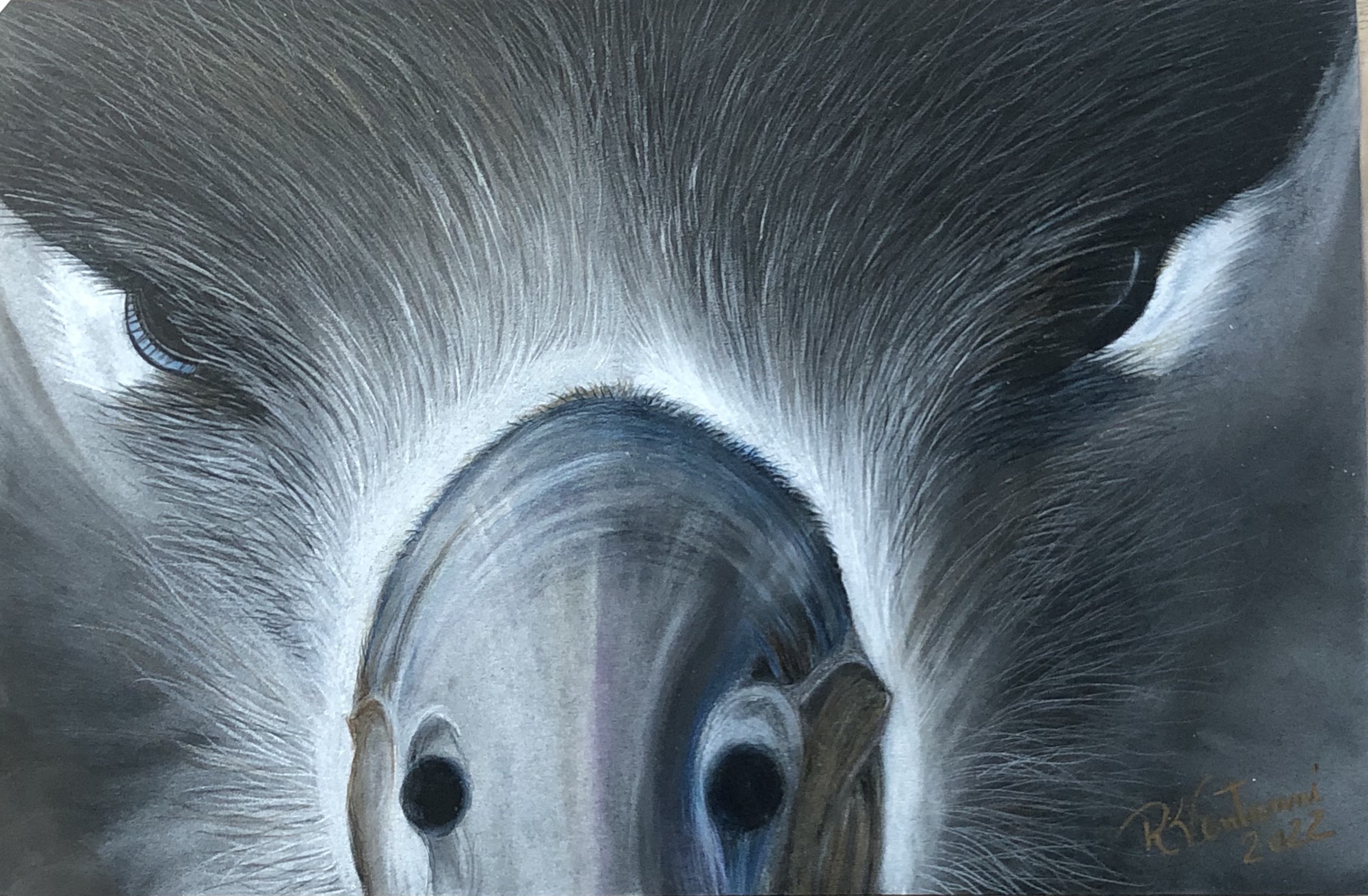 Rosana Venturini black paper coloured pencils and pan pastel Black footed Albatross Lindsay Youmg