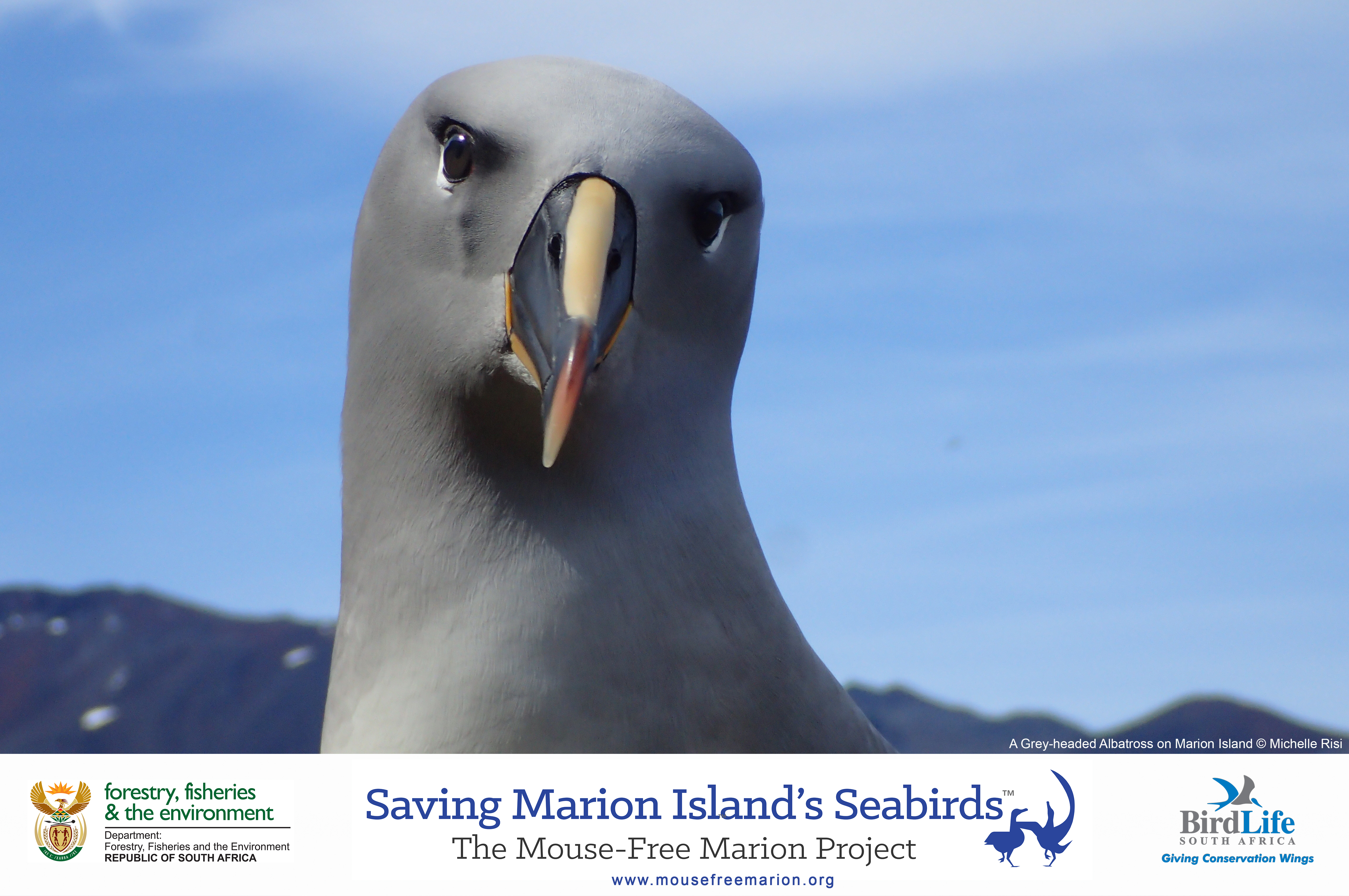 Grey headed Albatross Michelle Risi 2