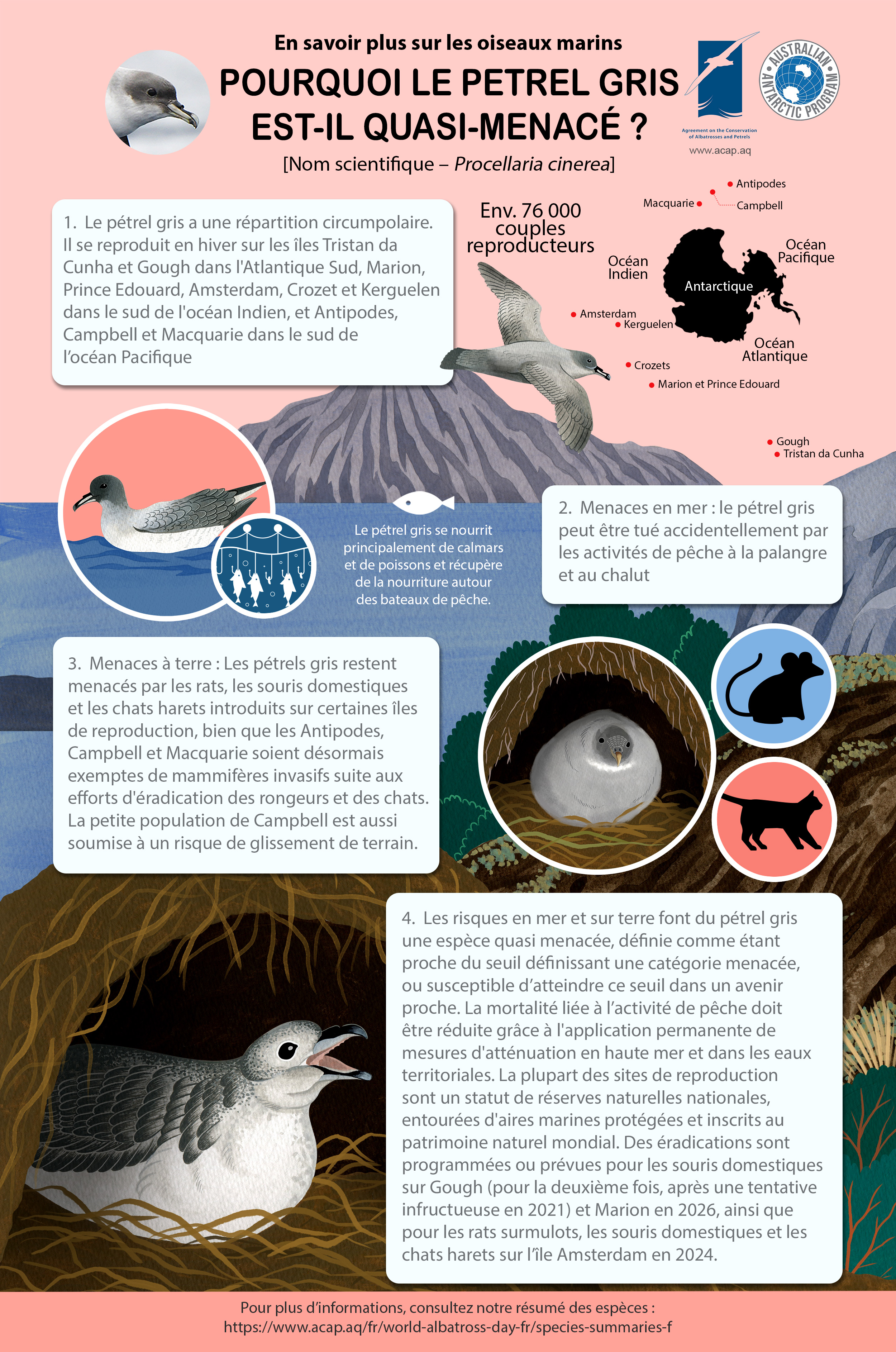 Grey Petrel infographic 5mm bleed 2.4MB fr