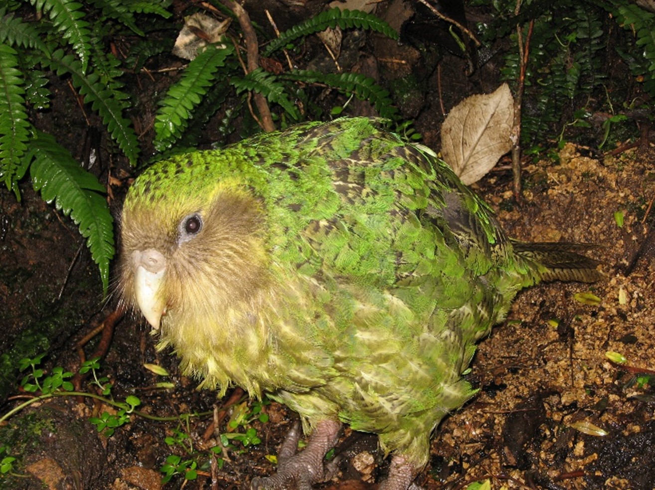 Kakapo