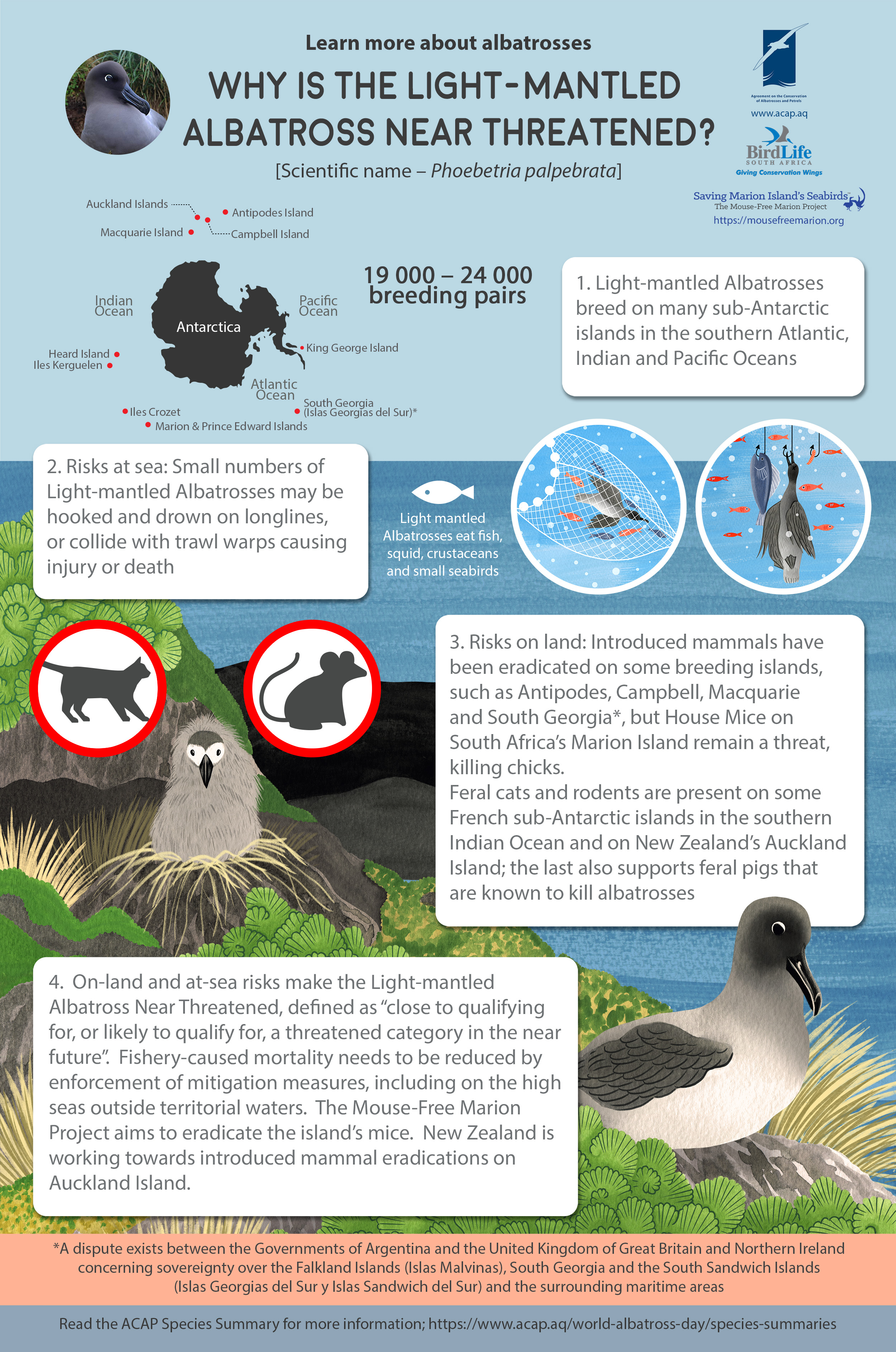 Light mantled Albatross English