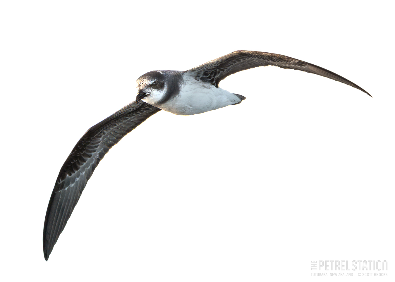 Soft plumaged Petrel TPST Jun23 Scott Brooks LR DSC 9186