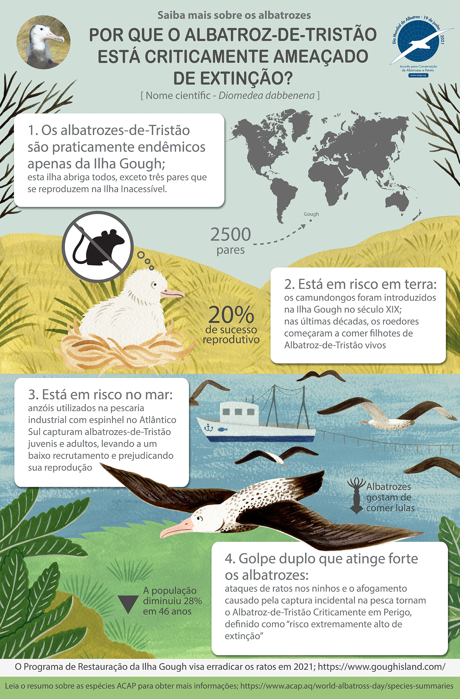Tristan Albatross infographic Portuguese