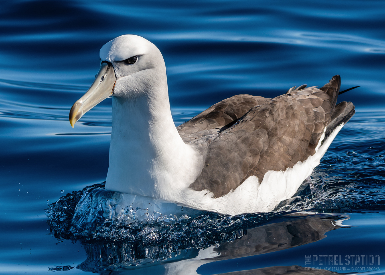 White capped Mollymawk TPST Jun23 Scott Brooks LR DSC 8926