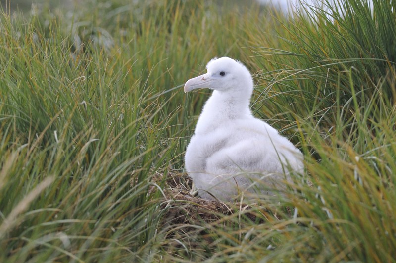Wandering Albatross chick South Georgia Kirk Zufelt