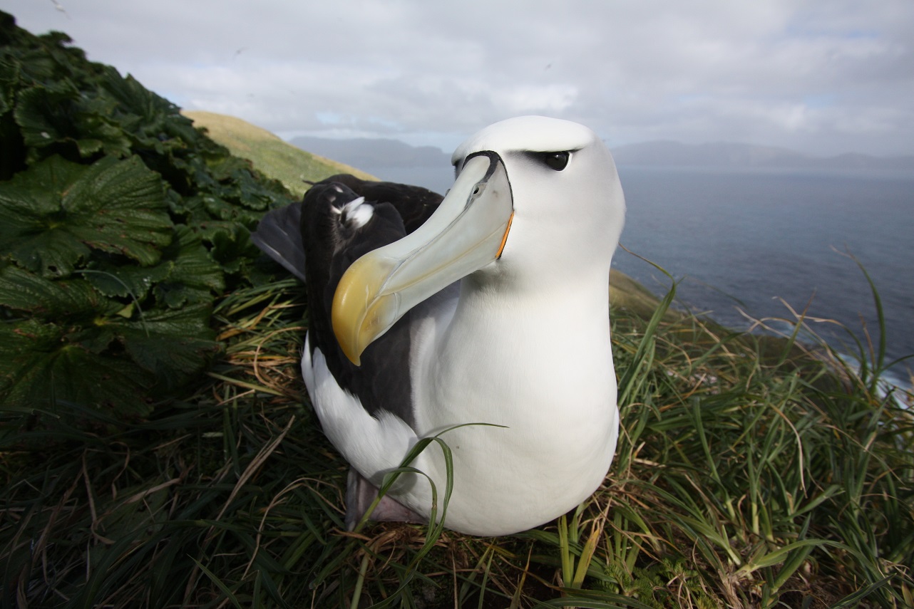 White Capped Albatross Graham Parker