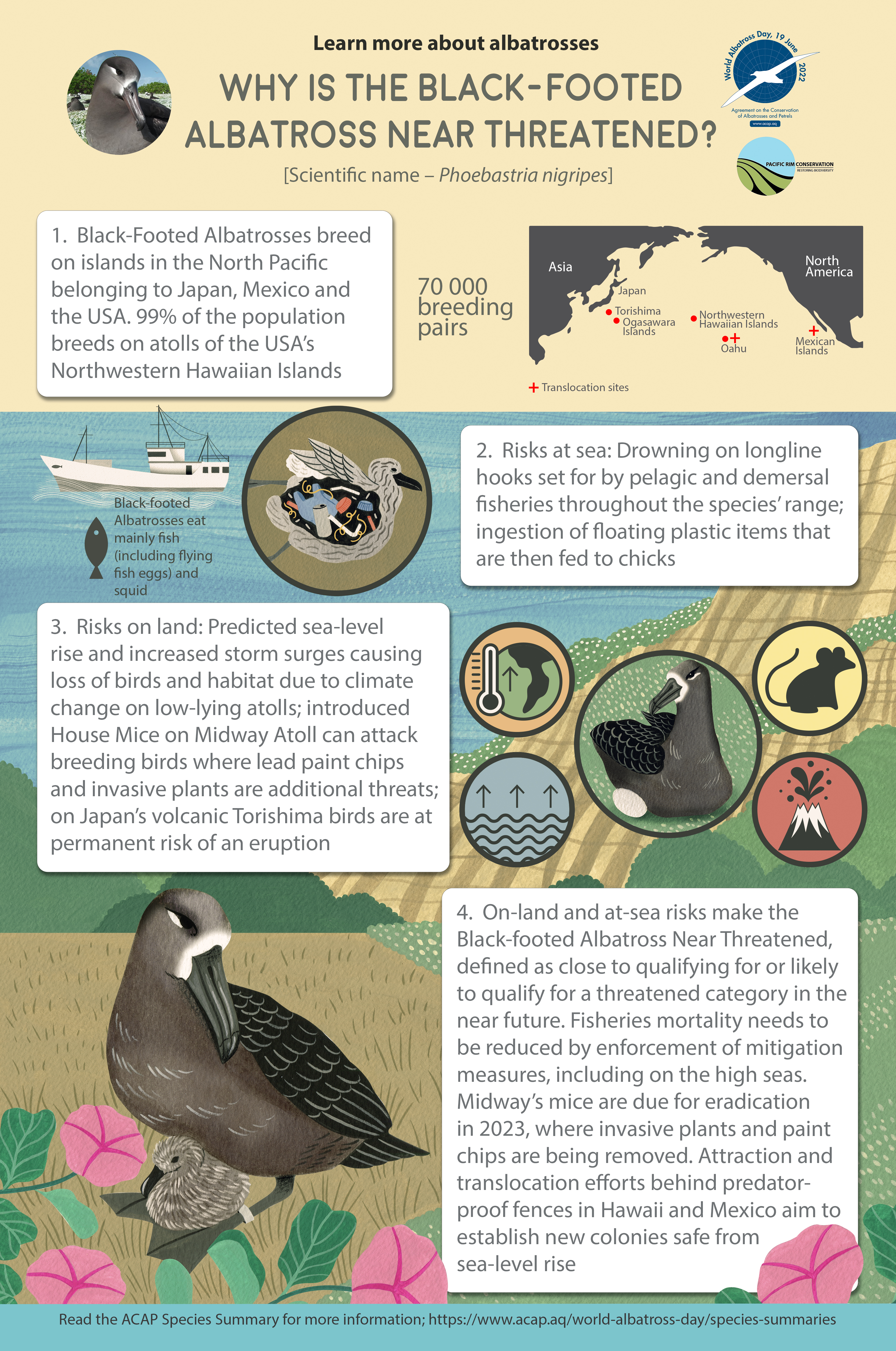 Black-footed Albatross infographic poster - 9MB with 5mm bleed
