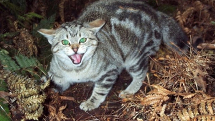 feral cats kill an estimated 100 million birds in new zealand each year