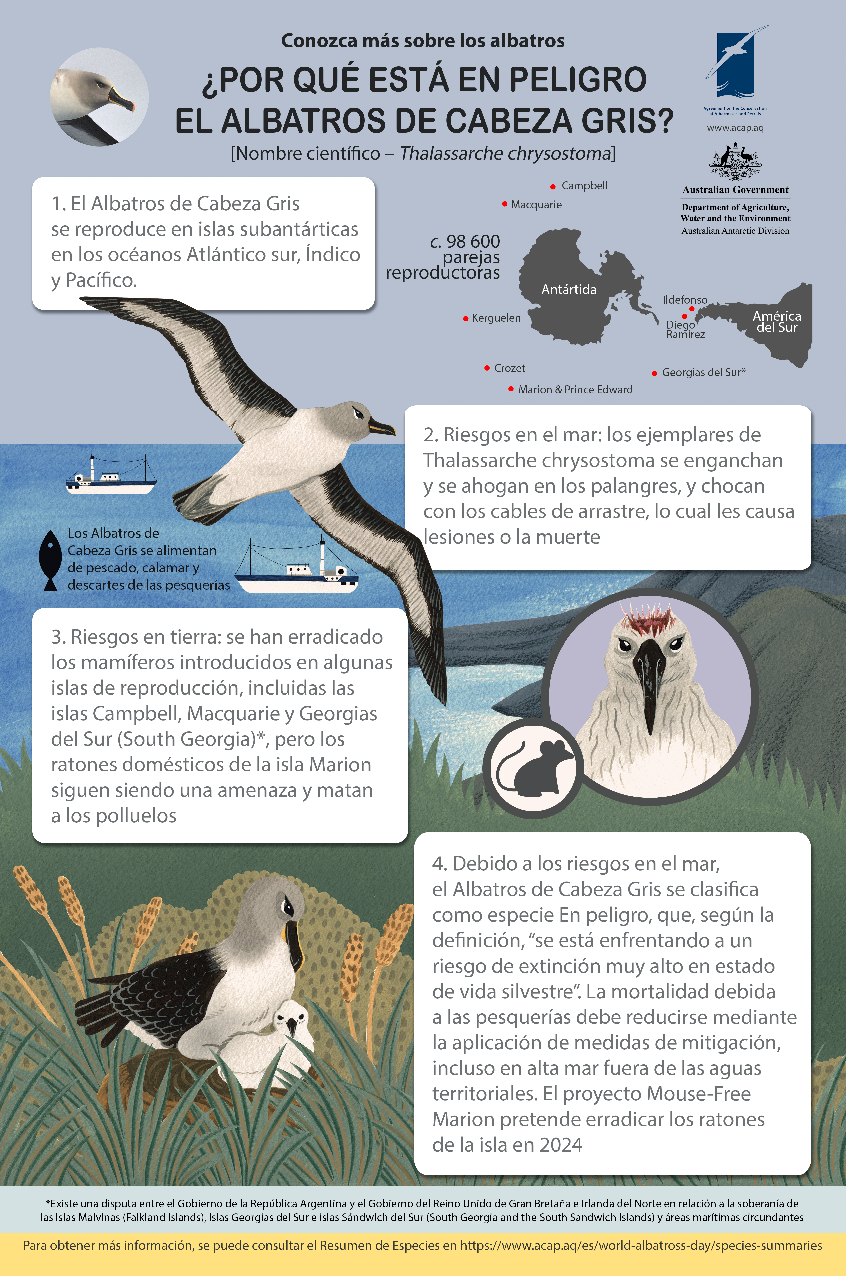 Grey-headed Albatross/Albatros de Cabeza Gris infographic poster_es - 9MB medium with 5mm bleed