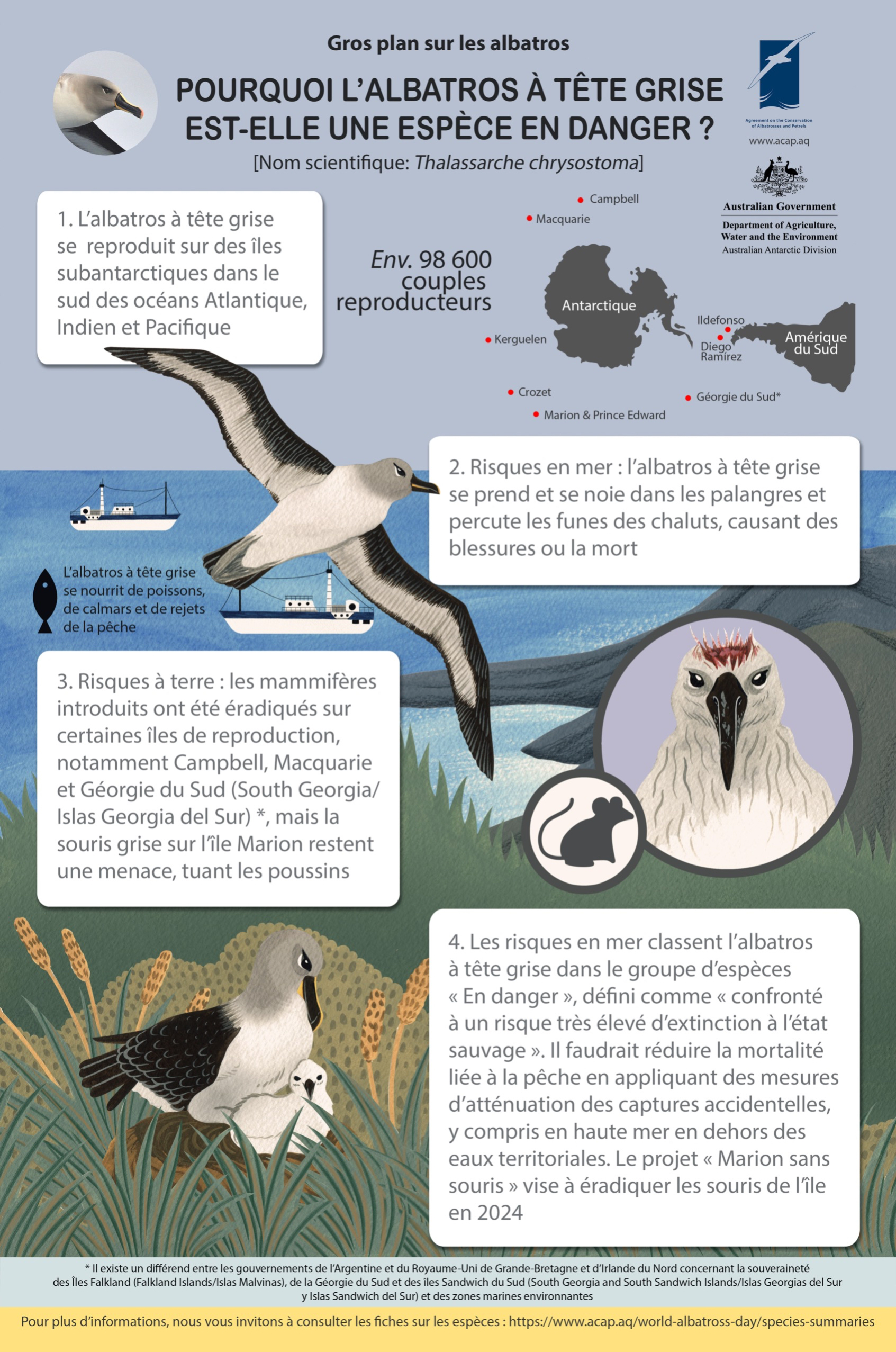 Grey-headed Albatross/Albatros à tête grise infographic poster_fr - 2MB small with 5mmbleed