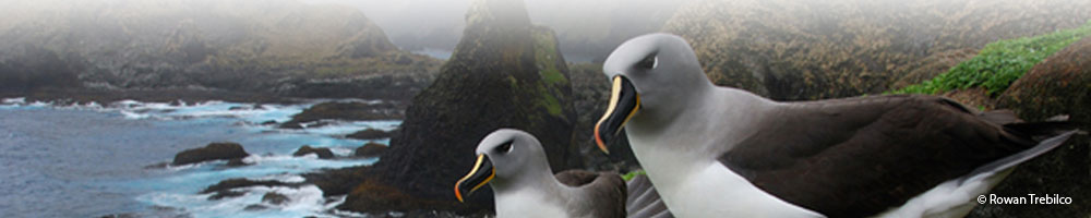 random-headerrowan.jpg