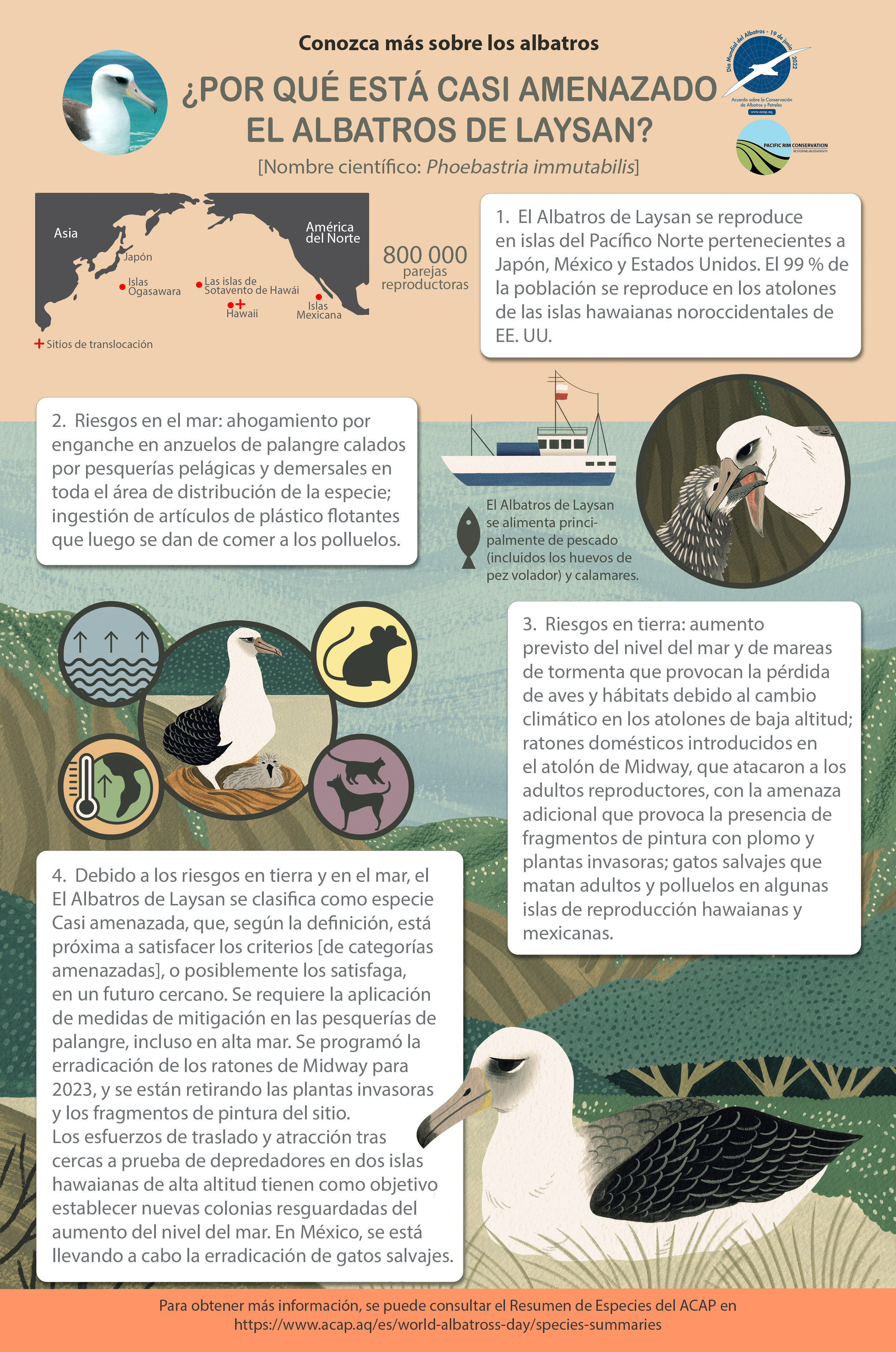 Laysan Albatross Infographic poster_es - 2MB with 5mm bleed