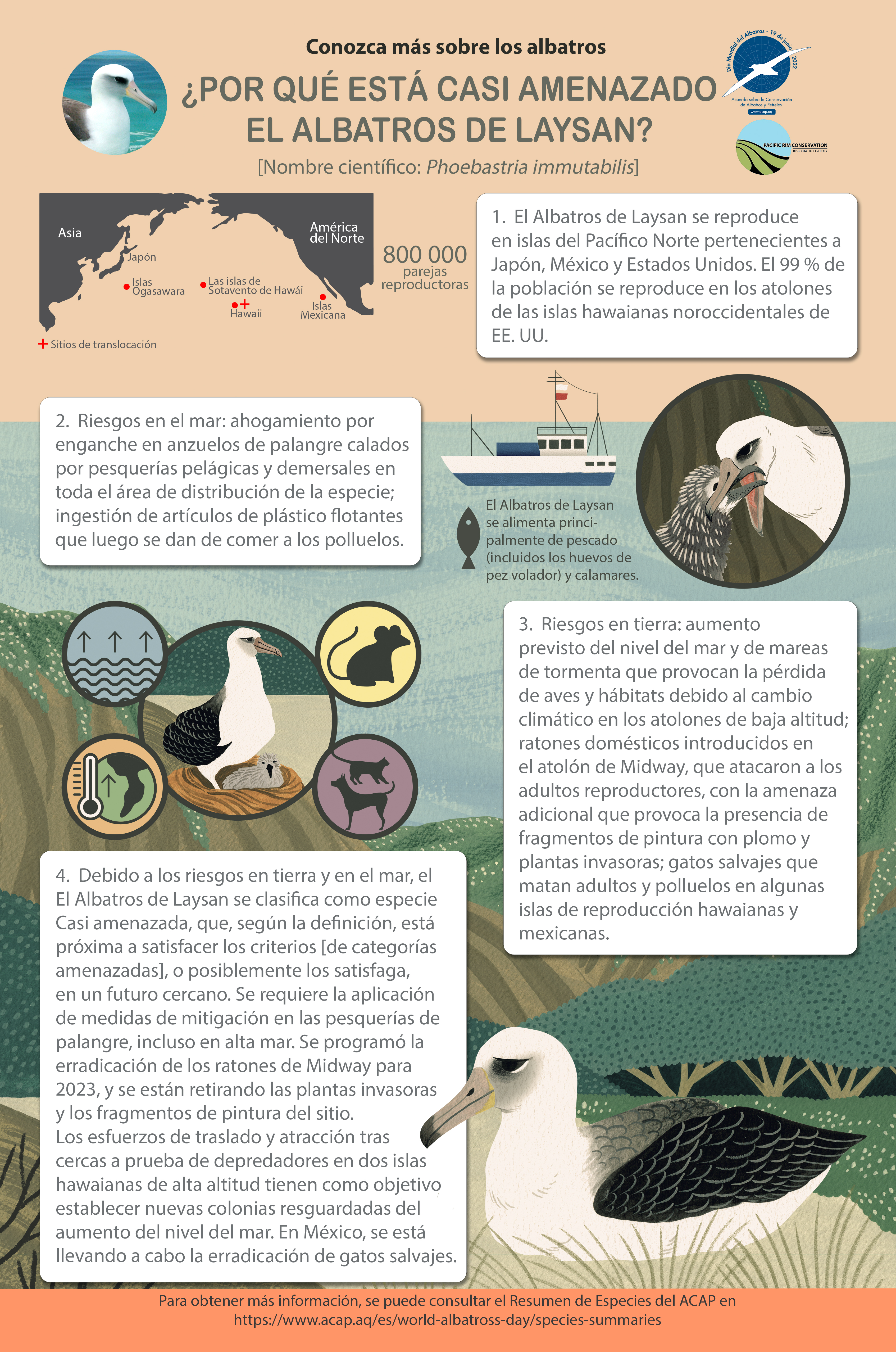 Laysan Albatross Infographic poster_es - 8MB with 5mm bleed