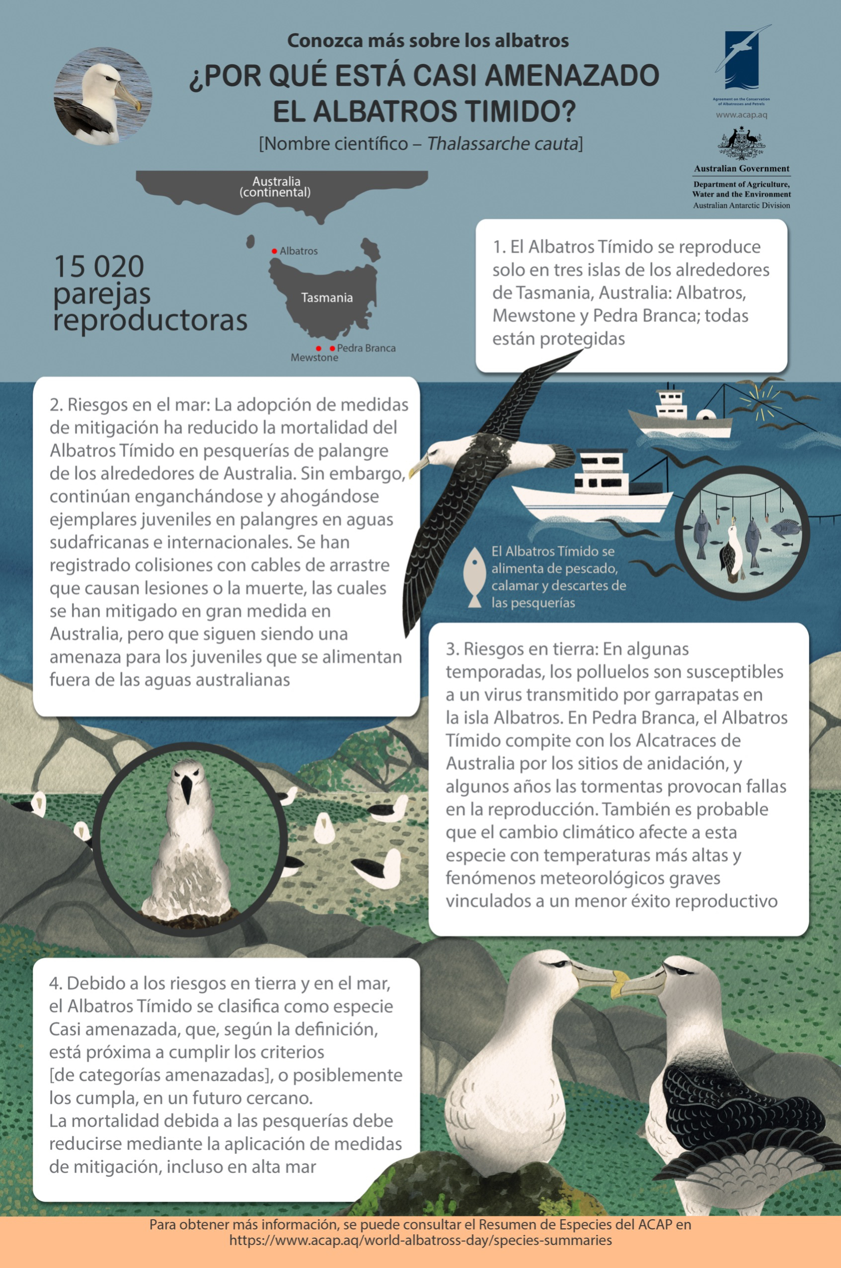 Shy Albatross/Albatros Timido infographic poster_es - 2MB small with 5mm bleed