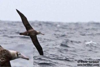 Amsterdam Albatross South Africa Trevior Hardaker