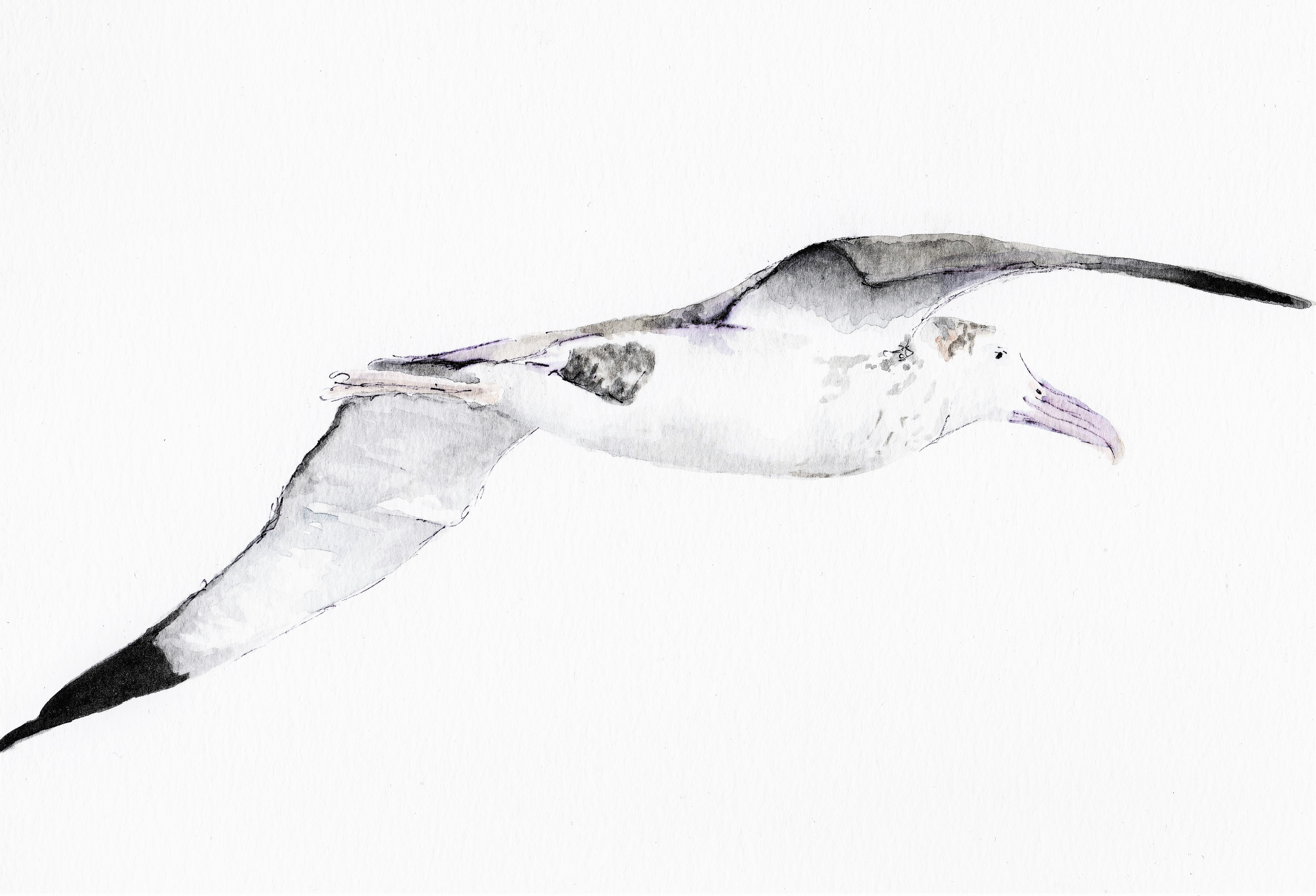 Amsterdam Albatross Lea Finke hiqual