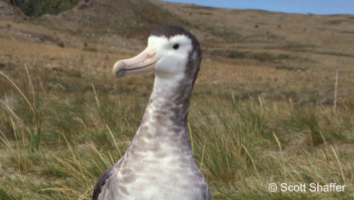 Amsterdam Albatross by Scott Shaffer