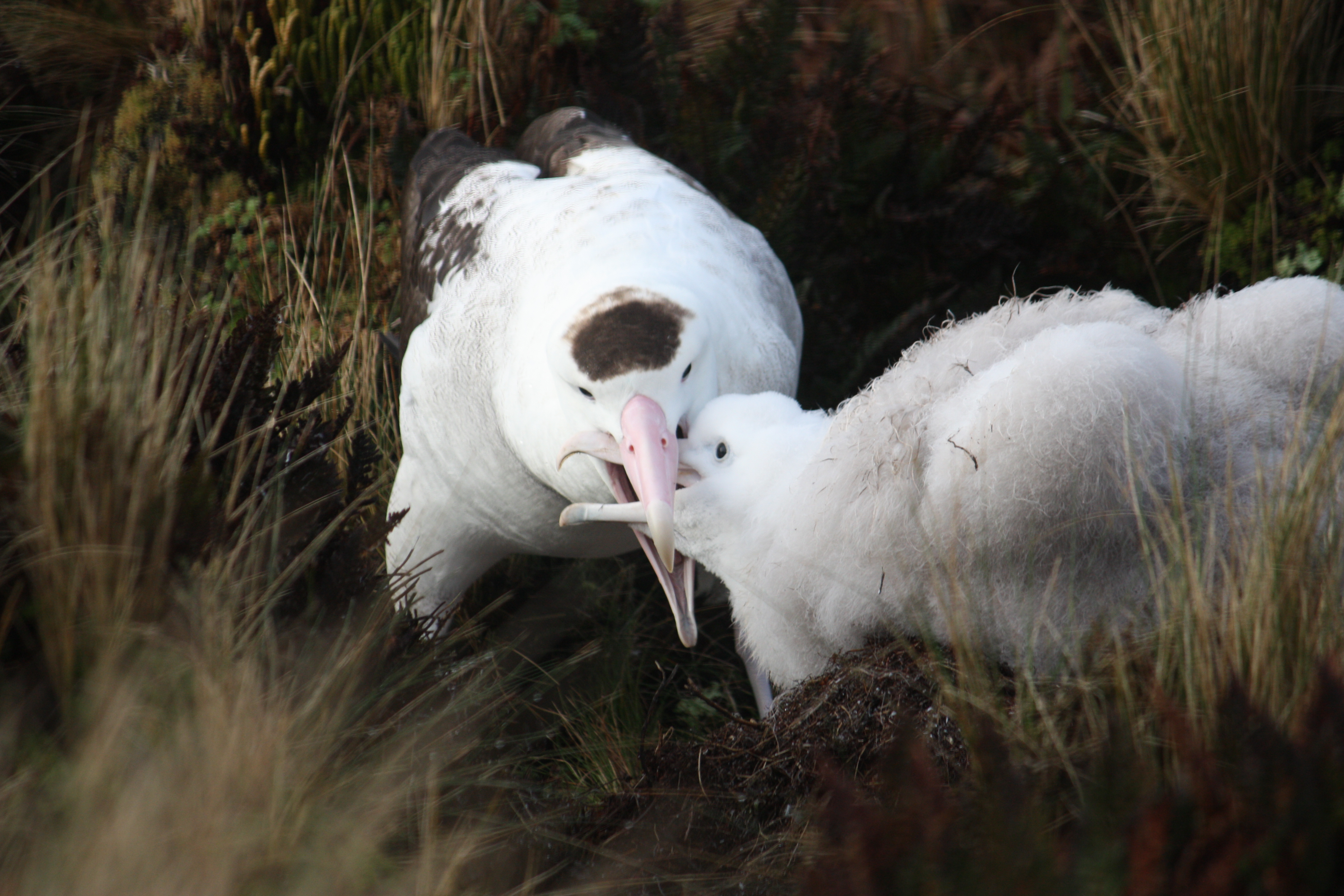 Albatross feeding chick Keith Springer