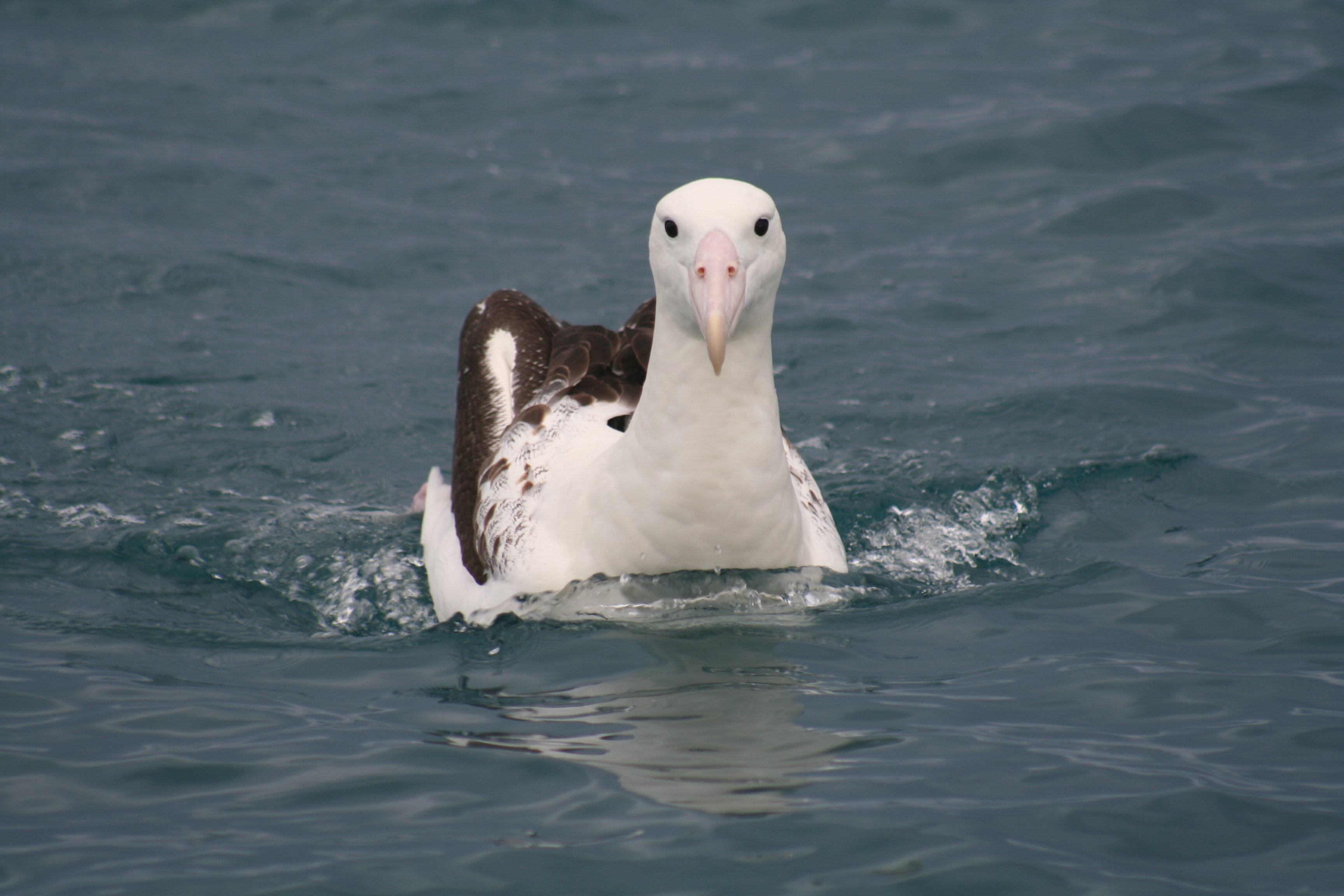 Antipodeam Kaikoura Kerry Jayne Wilson