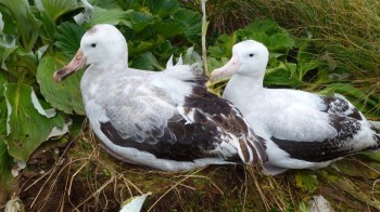 Antipodean Albatross pair 2 Adams Island Colin ODonnell s