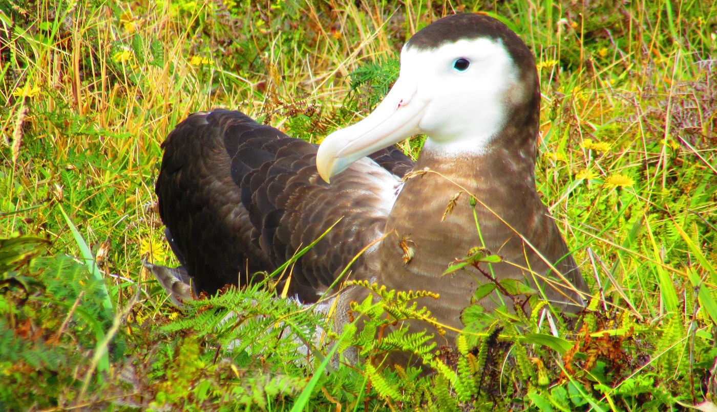 Antipodean Albatross 2024 Pitt Island Flowerpot Lodge 1