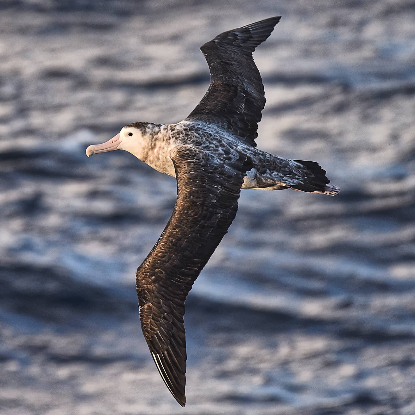 Antipodean Albatross Hannah Shand photo Jordan