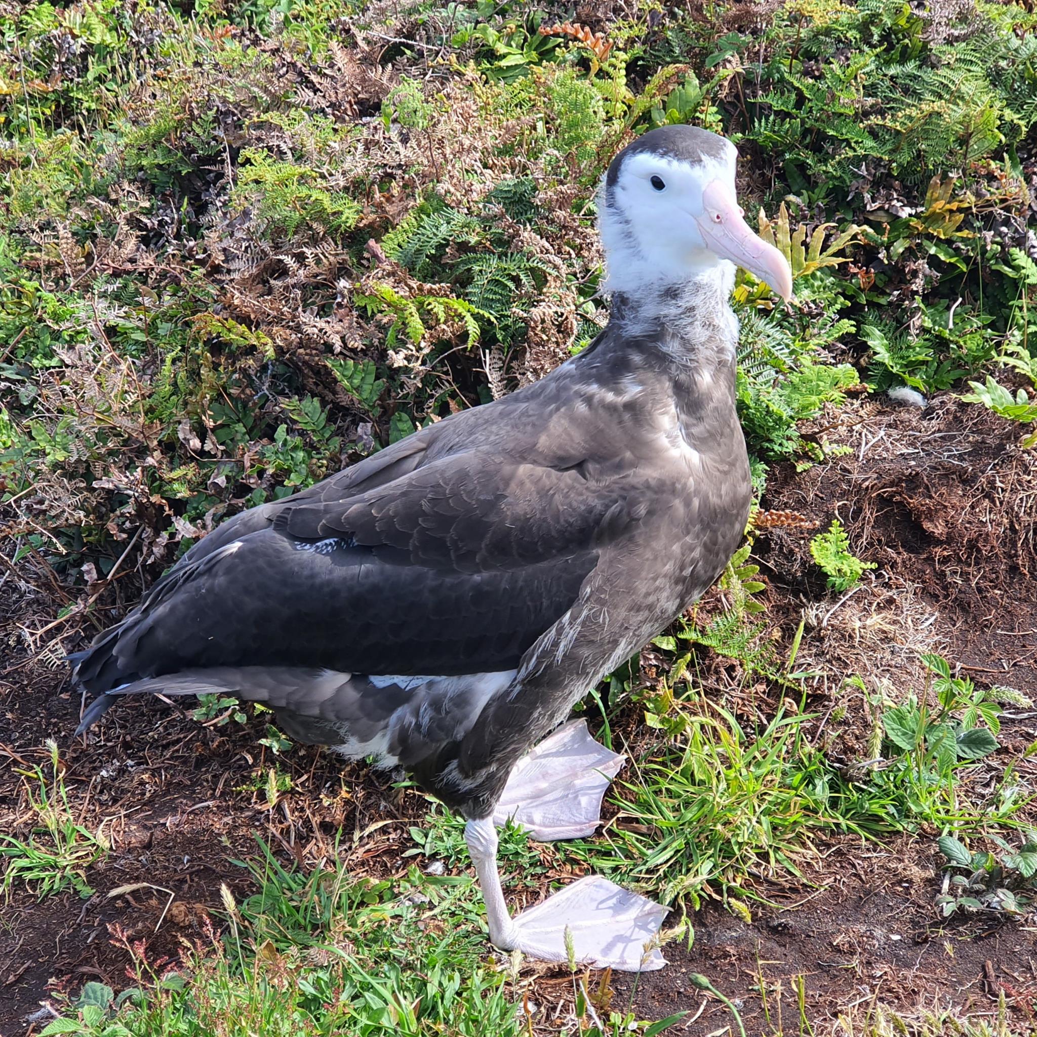 Antipodean Albatross Jan 2021 Lou Sanson DOC