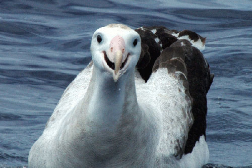 Antipodean Albatross by Mike Double