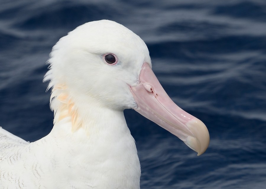 Antipodean Albatross off North Cape NZ 4 Kirk Zufelt