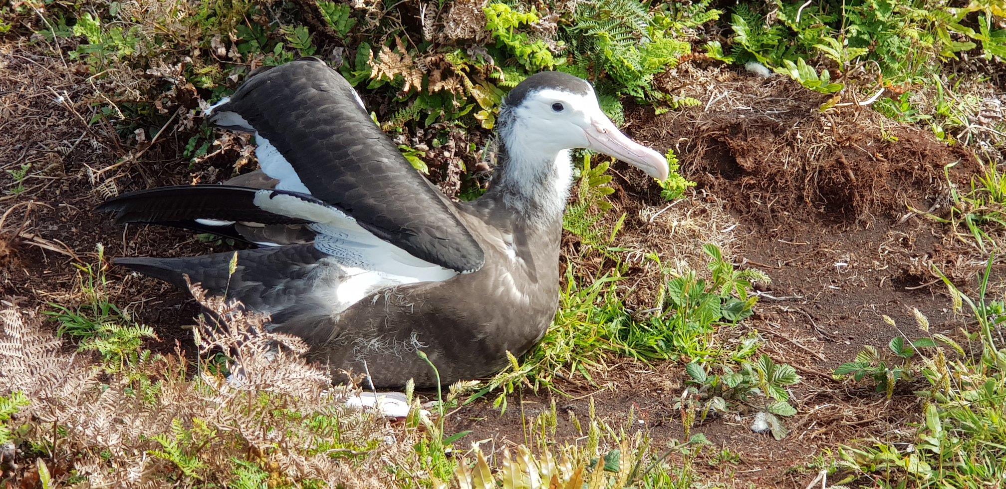 Antipodean chick Pitt Island Dec 2020 3