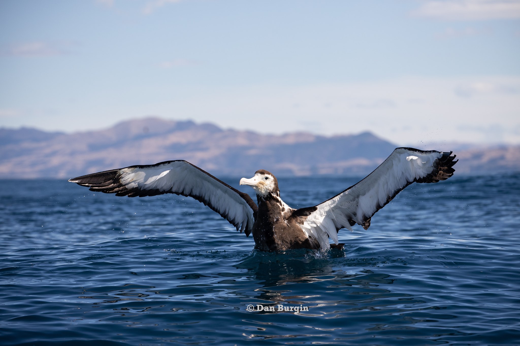 Antipodean release Kaikoura 1