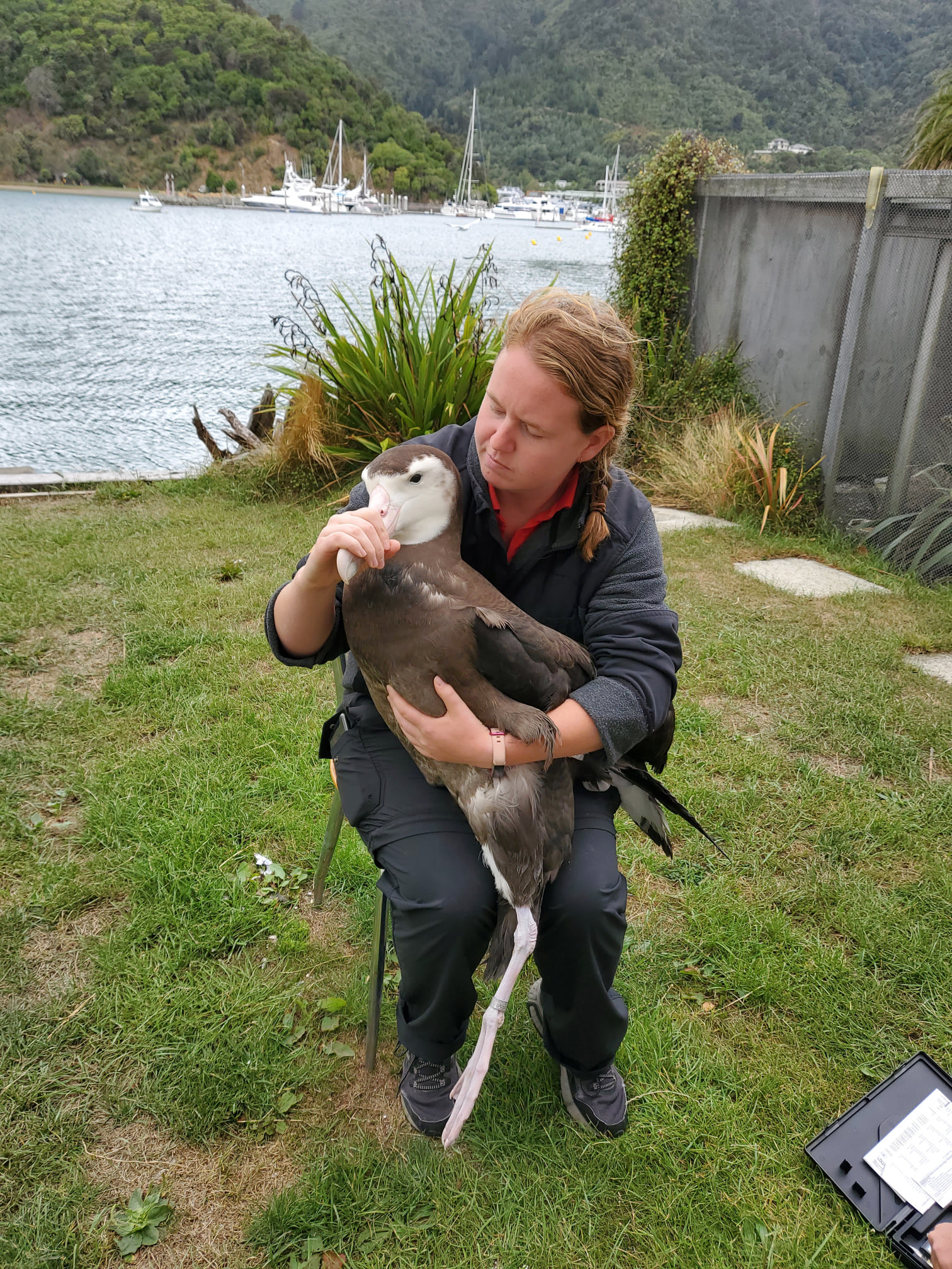 Ecoworld biologist Sarah Nooy with Rosa the juvenile Gibsons Albatross