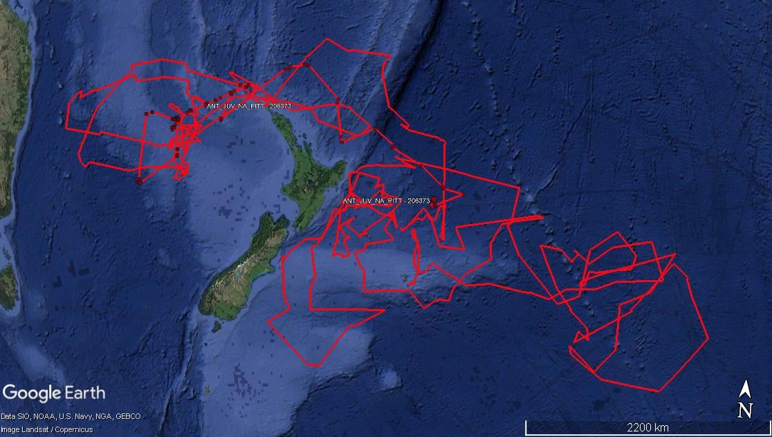 Pitt Island Antipodean Albatross map