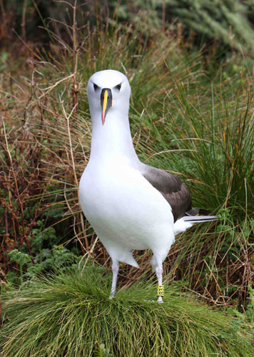 Atlantic_Yellow-nosed_Albatross_Gough_Island