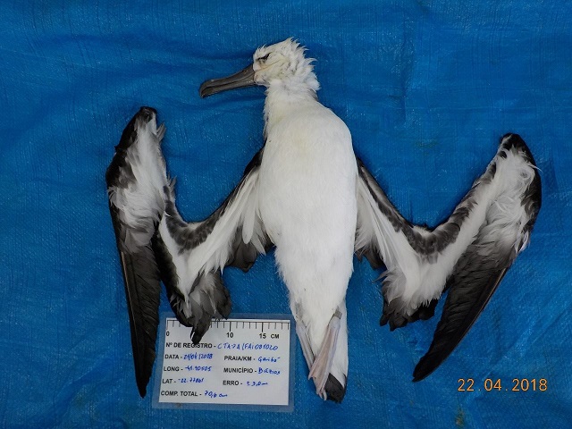 Atlantic Yellow nosed Albatross.shoe.sole.1s.jpg