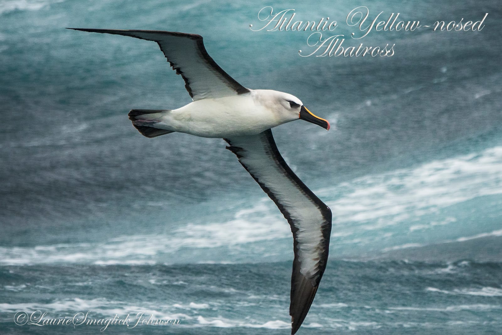 Atlantic Yellow nosed Albatross 1