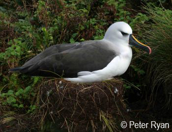 Atlantic_Yellow_nosed_Albatross2_by_Peter_Ryan