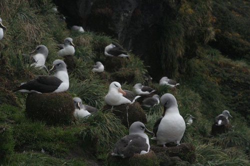 Black Browed Albatross among greyheads marion by genevieve jones