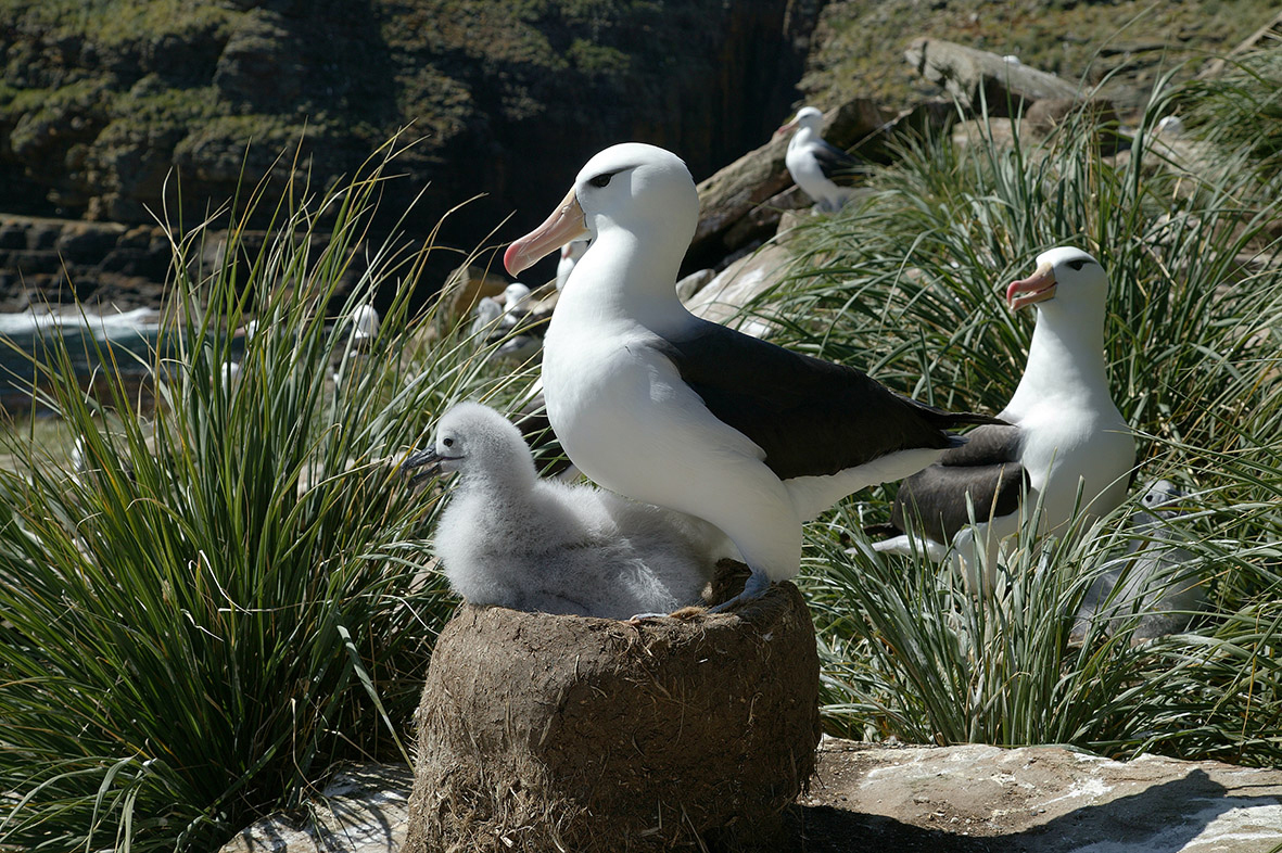 093T0087 BBA with chick